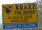PICTURES/Maine/t_Brake For Moose Sign.jpg